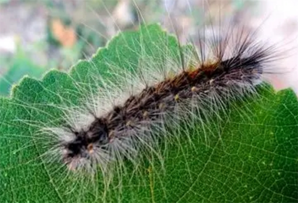 被毛毛虫咬了有事吗 被毛毛虫咬了有事吗