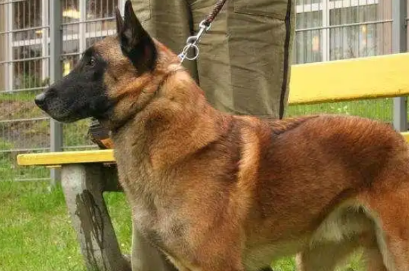 “马犬”为何能成为警犬界的新宠? “马犬”为何能成为警犬界的新宠?