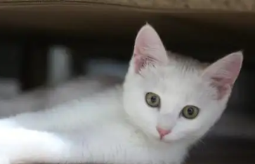国产猫粮不知道选哪个，快来看看信元发育宝吧