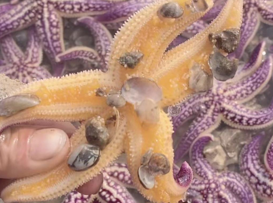 青岛市民偶遇“海星开会”：走路都怕踩到它们