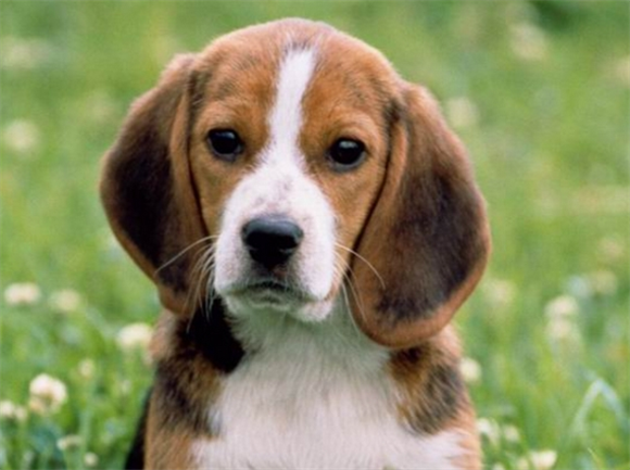 比格犬掉毛吗？比格犬的“换季秘密”：你真的了解它吗？-宠物网