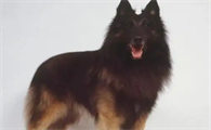 比利时坦比连犬:警务救援领域的隐形英雄