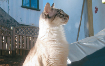 巴厘猫吃什么？对身体有营养的食物！