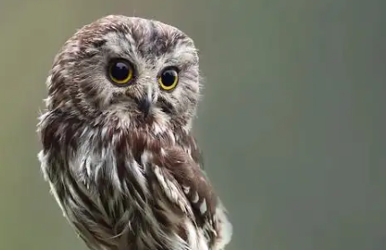 猫头鹰怎样吃 猫头鹰怎样吃