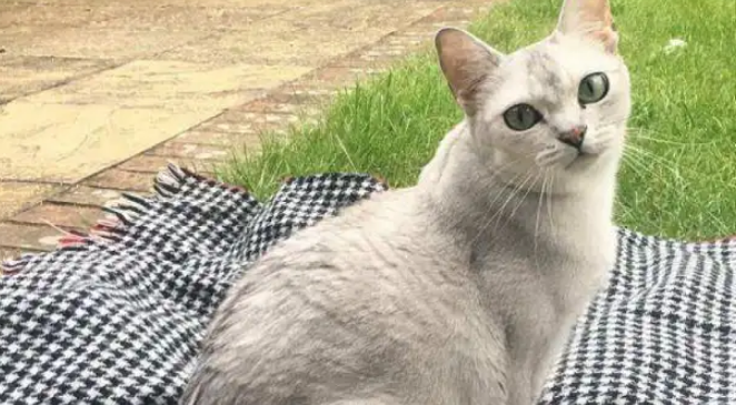 波米拉猫:一段奇妙的爱情故事与饲养指南 波米拉猫:一段奇妙的爱情故事与饲养指南
