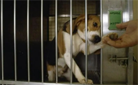 你知道比格猎犬吗？是一种亲人且聪明的狗是专门培育出来狩猎的！