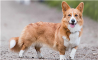 揭秘英国著名犬种:威尔斯柯基犬的魅力