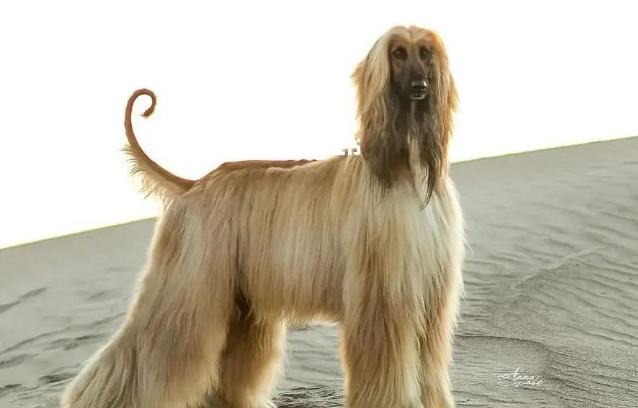 阿富汗猎犬性格全解析,一起来看看吧! 阿富汗猎犬性格全解析,一起来看看吧!