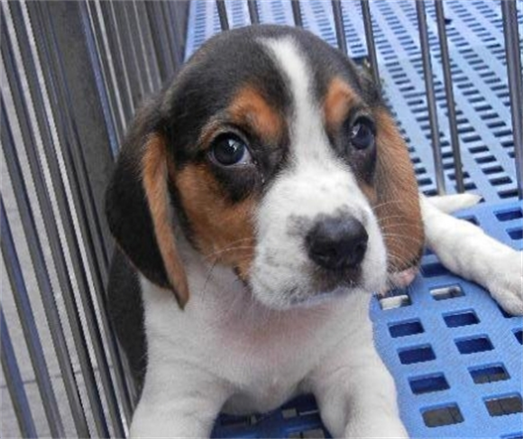 万物冷知识之 比格猎犬