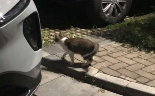 深圳女工收养流浪猫:宠物是我撑下去的理由 深圳女工收养流浪猫:宠物是我撑下去的理由