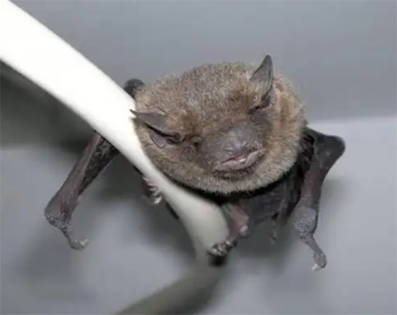 被蝙蝠抓到怎么办 被蝙蝠抓到怎么办