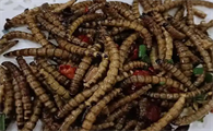 油炸蚯蚓可以吃吗