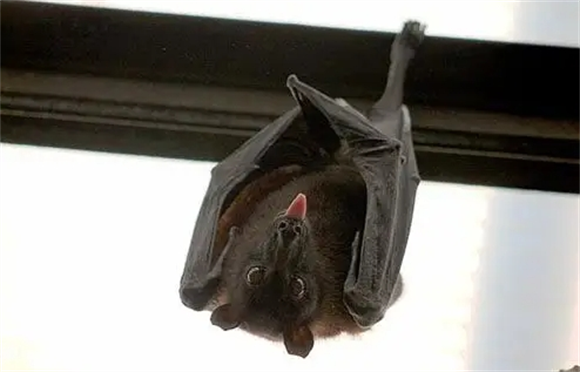 怎样对付蝙蝠