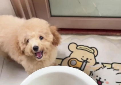 两个月大的天次狗一天喂几次奶