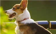 威尔斯柯基犬智商大揭秘!这小短腿到底有多聪明?