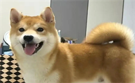狗狗呕吐怎么预防