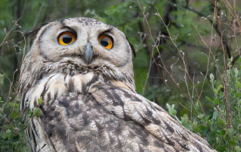 猫头鹰最擅长什么 猫头鹰最擅长什么