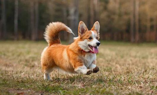 威尔斯柯基犬的智商高吗？排名是多少？