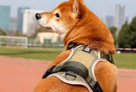 磊嘉狗狗胸背带可以一直戴着吗