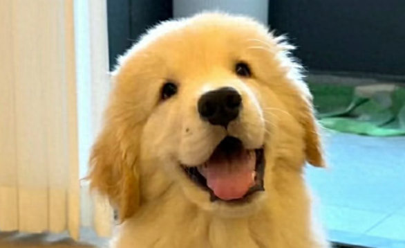 2025宠物消费趋势:宠物消费已成刚需 2025宠物消费趋势:宠物消费已成刚需