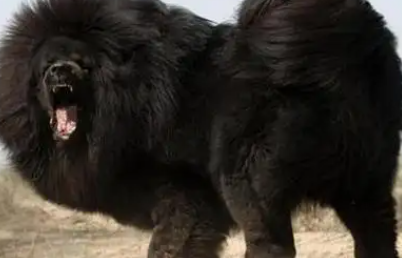 揭秘鬼獒王：传奇背后的真实与炒作
