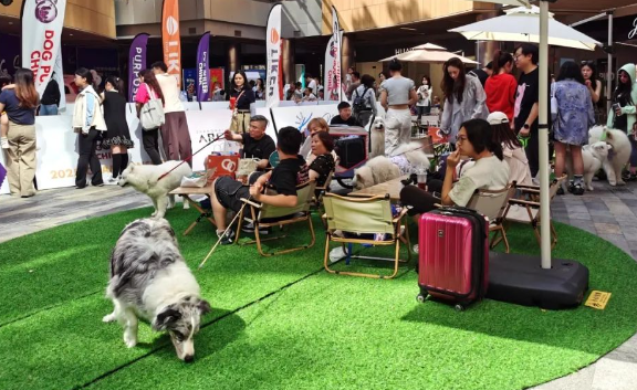 超萌！宠物主题赛事在上海举行