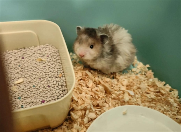 仓鼠吃什么品牌的粮好 仓鼠吃什么品牌的粮好
