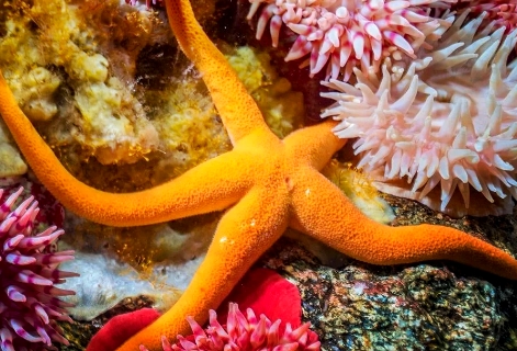 海星是怎么呼吸的