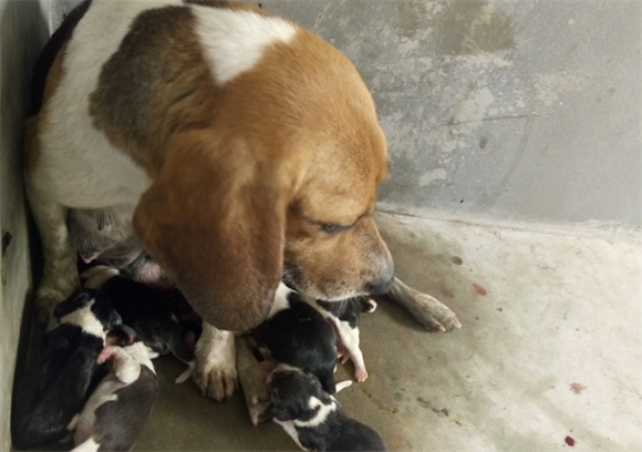 比格犬怎么看纯不纯？一文教你火眼金睛识 “真汪”