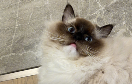 巴厘猫好养吗？是巴厘<strong></strong>比较好养的猫咪！