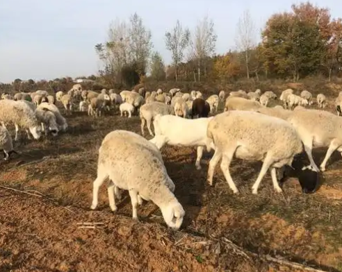 羊绒是山羊山羊还是绵羊