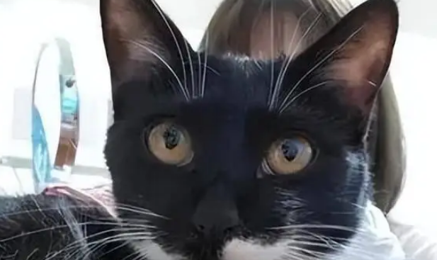 超凶小猫在宠物店洗澡秒变乖巧，主人傻眼！