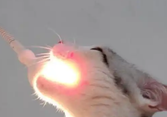 猫咪趁主人不注意啃灯泡,网友:它不觉得烫吗? 猫咪趁主人不注意啃灯泡,网友:它不觉得烫吗?