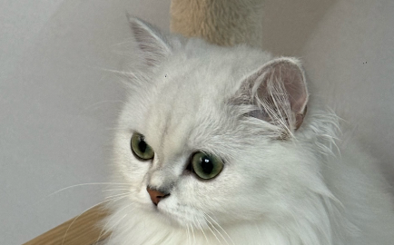 喵喵可爱顺手牵,男子撸猫不成反落网 喵喵可爱顺手牵,男子撸猫不成反落网