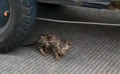 救了一只落水小猫,竟被它赖上,一路跟随几百米,怎么赶都不走 救了一只落水小猫,竟被它赖上,一路跟随几百米,怎么赶都不走