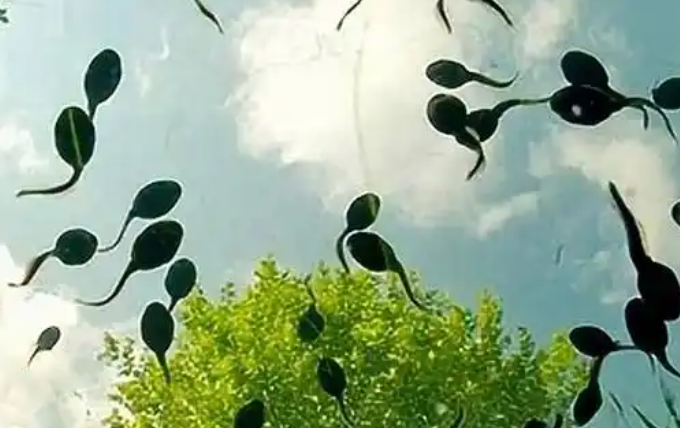 蝌蚪是吃什么的