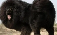 揭秘鬼獒王：传奇背后的真实与炒作