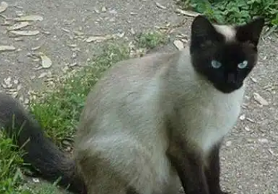 巴厘猫和暹罗猫哪个贵 巴厘猫和暹罗猫哪个贵