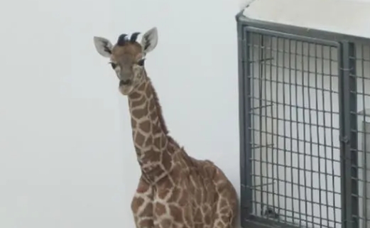 长颈鹿怎样睡觉