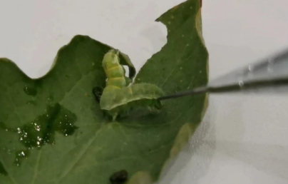 常见的毛毛虫有哪些 常见的毛毛虫有哪些