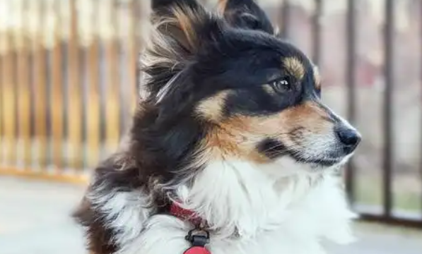 聪明友善的贴心伙伴，揭秘威尔斯柯基犬的性格