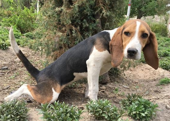 比格犬的优缺点详解：如何成为理想的家庭伴侣