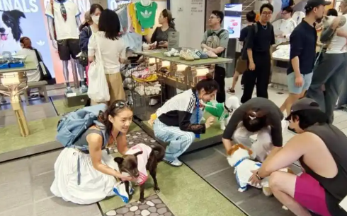 宠物经济:持续升温背后的动因 宠物经济:持续升温背后的动因