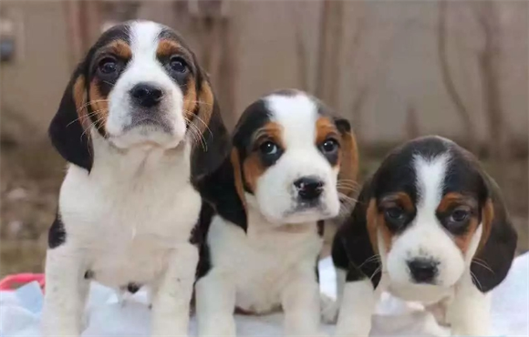 比格犬:优点与缺点的全方位解读 比格犬:优点与缺点的全方位解读