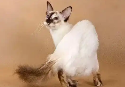 巴厘猫为什么不能养？不会还不知道吧！