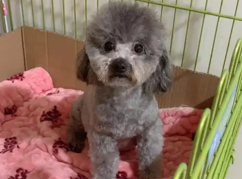 狗狗61天没奶水还没生