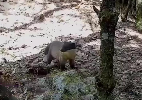 云南保山发现一只黄喉貂，侦查周围一番后，竟四脚朝天睡起了大觉