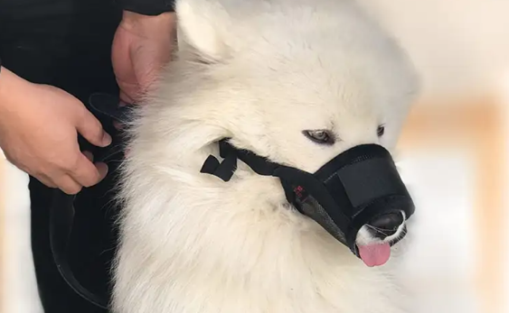 冰顿狗狗嘴套能否戴一晚上