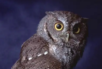 猫头鹰什么颜色 猫头鹰什么颜色