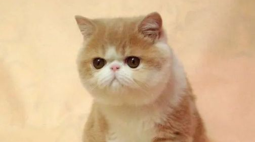 猫的世界也有侏儒症？茶杯猫：可爱外表背后的血腥悲剧
